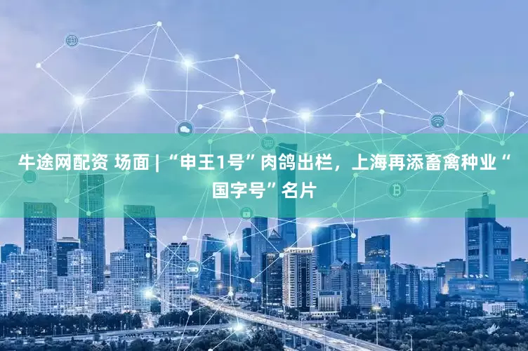 牛途网配资 场面 | “申王1号”肉鸽出栏，上海再添畜禽种业“国字号”名片